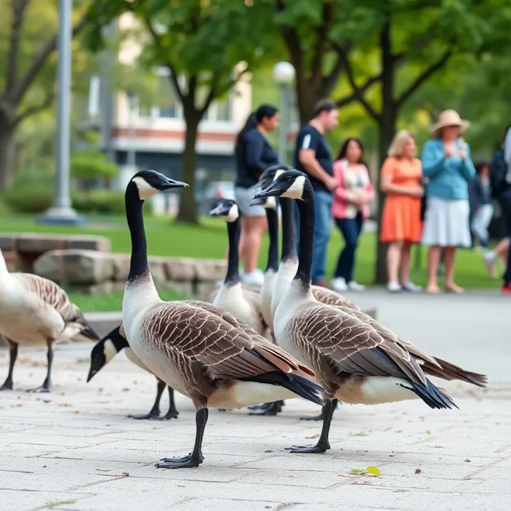 Canada geese in an urban park with families enjoying the outdoors.